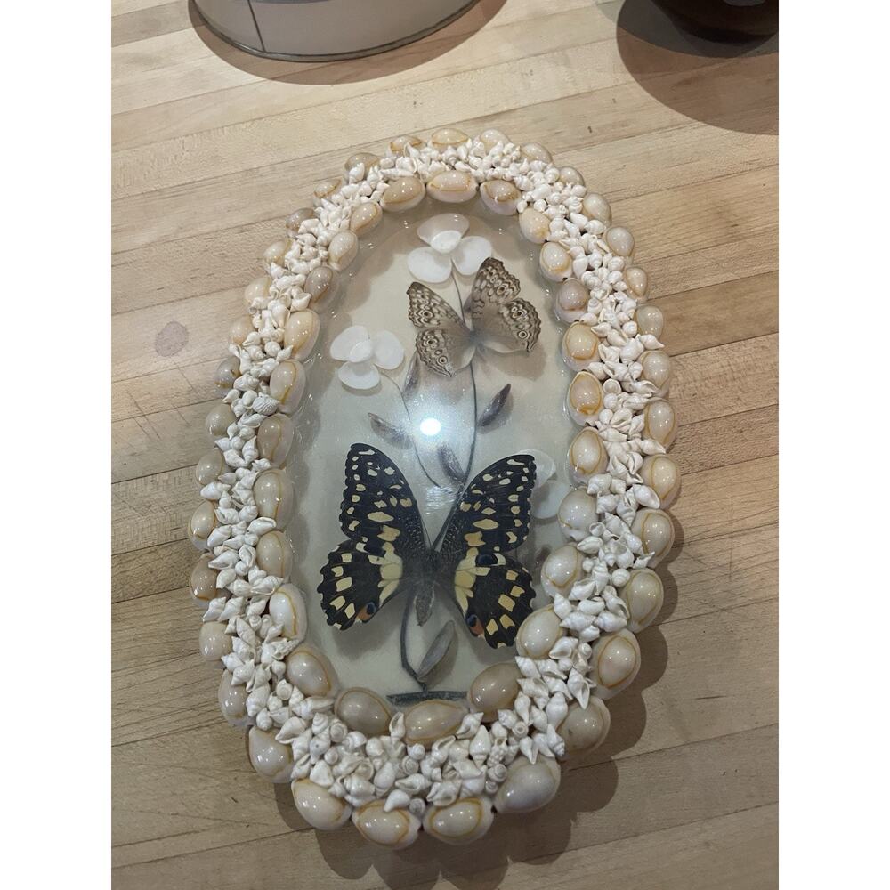 Vintage Butterfly Taxidermy Sea Shell Framed Mounted Specimens Entomology Art